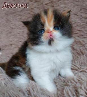 Персидский котёнок (перс)